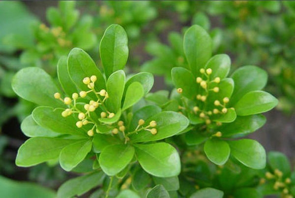 濟寧大型花卉批發(fā)市場，兗州興隆花卉大市場，霜降節(jié)氣寄語